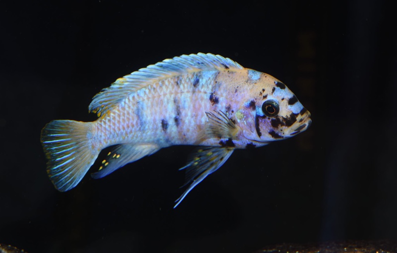 Maylandia zebra 'Mitande Reef (Rocks)'